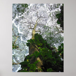 Poster Arbre d'Albizia