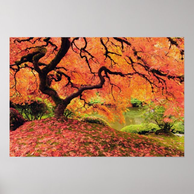 Poster Arbre d'automne (Devant)