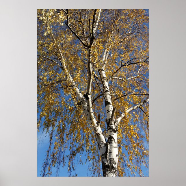 Poster Arbre d'automne (Devant)