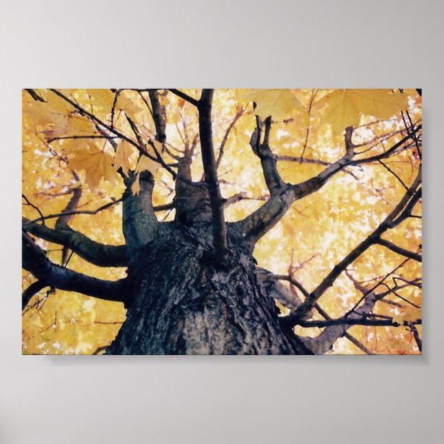 Poster arbre d'automne (Devant)