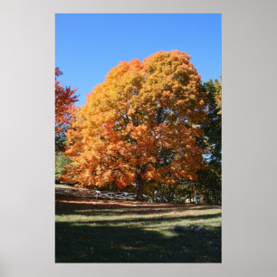 Poster Arbre d'automne brillant – Hubbell, Michigan