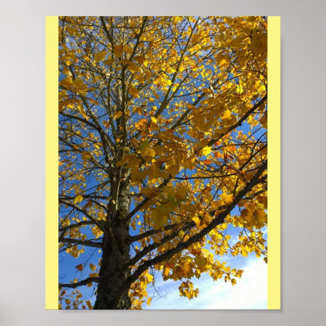 Poster Arbre d'automne jaune (Devant)