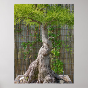 Poster Arbre de Bonsai Eejit