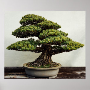 Poster Arbre de bonsaïs de White Pine de Japonais
