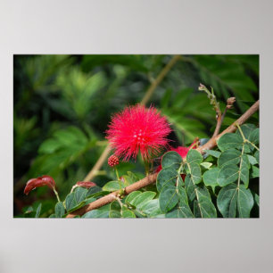 Poster Arbre de brosse de rasage
