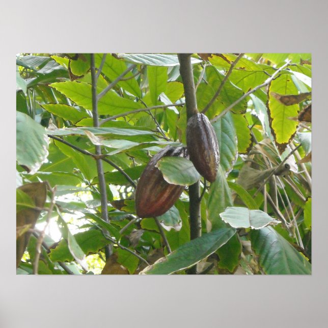Poster Arbre de Cacao (Devant)
