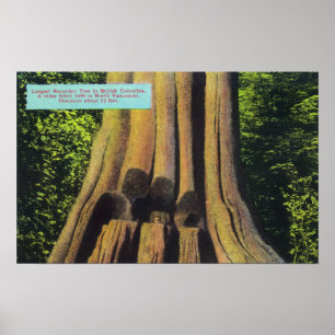 Poster Arbre de cèdre le plus grand enregistré en Colombi