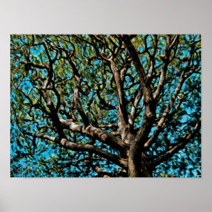 Poster Arbre de chêne