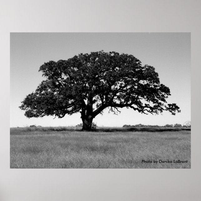 Poster Arbre de chêne (Devant)