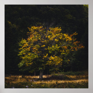 Poster Arbre de couleur automne