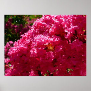 Poster Arbre de Crépes de Myrte Fleurs Magenta