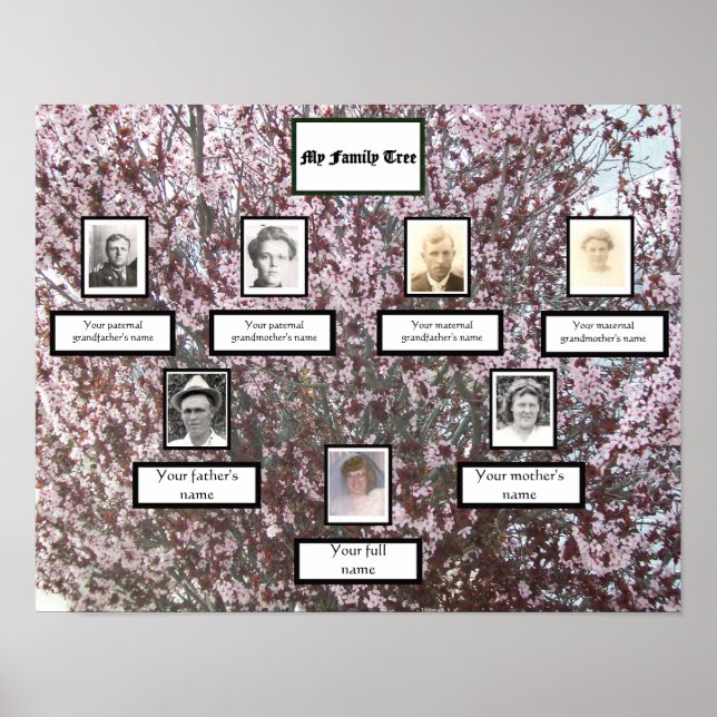 Poster Arbre de famille photo à fleurs de prune de trois  (Devant)
