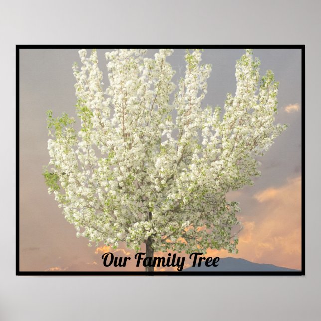 Poster Arbre de famille photo Arbre de fleurs blanches |  (Devant)