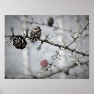 Poster Arbre de fleur