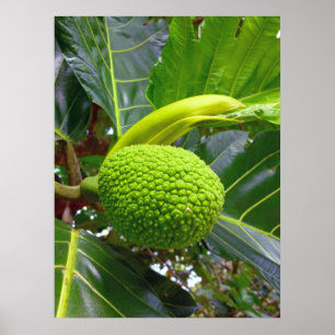Poster Arbre de fruits à pain