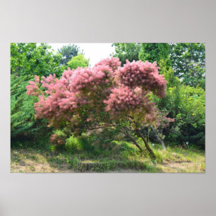 Poster Arbre de fumée pourpre