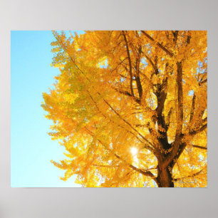 Poster Arbre de Gingko, Préfecture de Nagano, Japon
