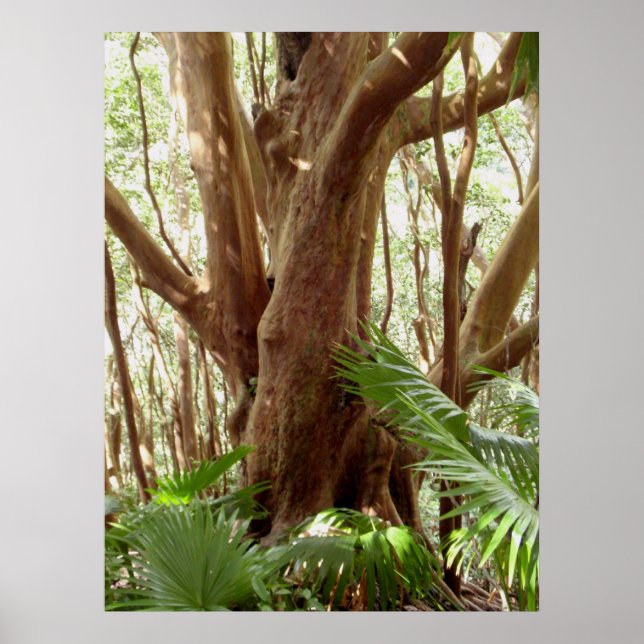 Poster Arbre de goyave fraise et palmiers (Devant)