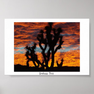 Poster Arbre de Joshua