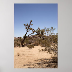 Poster Arbre de Joshua