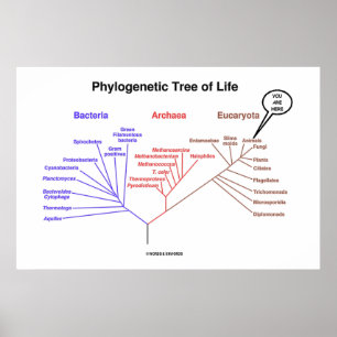Poster Arbre de la vie phylogénétique vous êtes ici