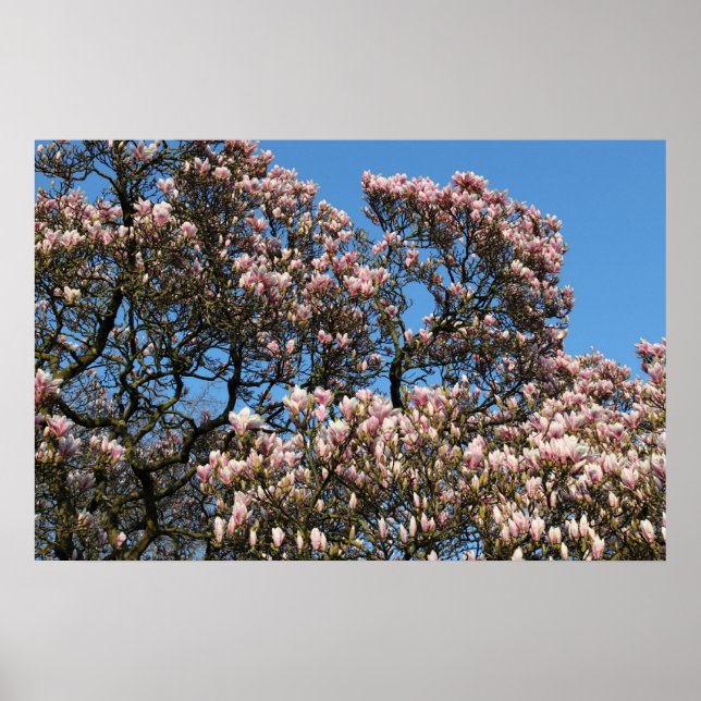 Poster Arbre de Magnolia en fleurs (Devant)