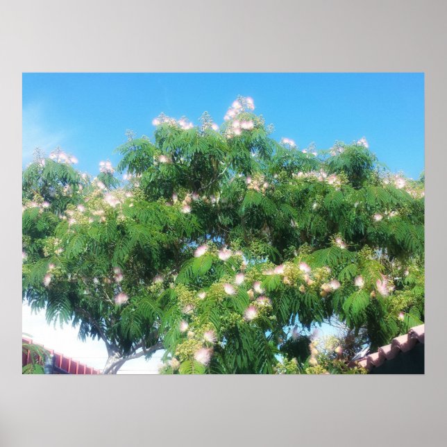 Poster Arbre de Mimosa (Devant)