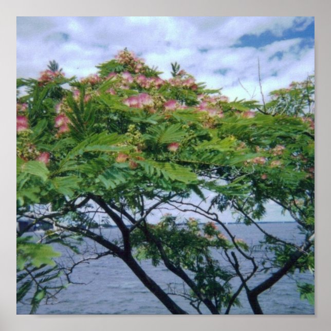 Poster Arbre de Mimosa en fleurs (Devant)