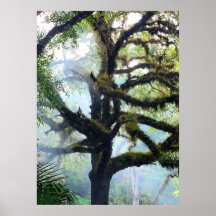 Arbre de Mossy dans le brouillard