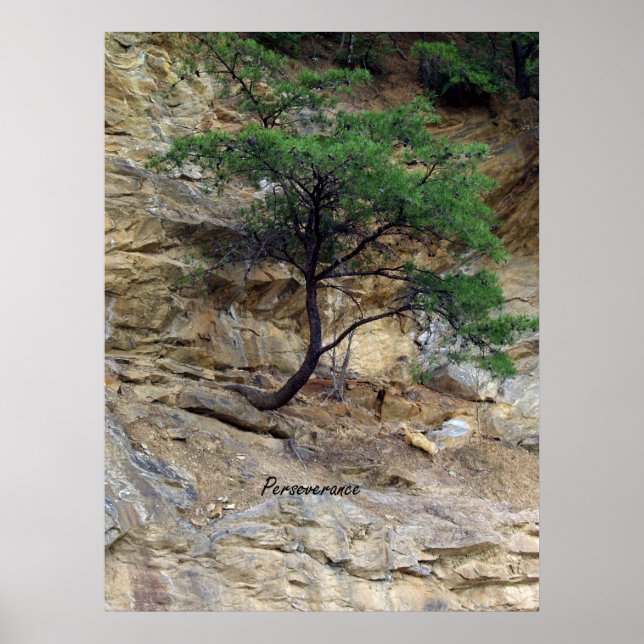 Poster Arbre de persévérance (Devant)