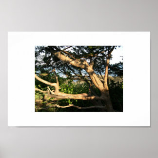 Poster Arbre de plage, Ogunquit, Maine