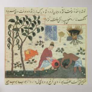 Poster Arbre de poivre de Mme Pers 332 et poivre de