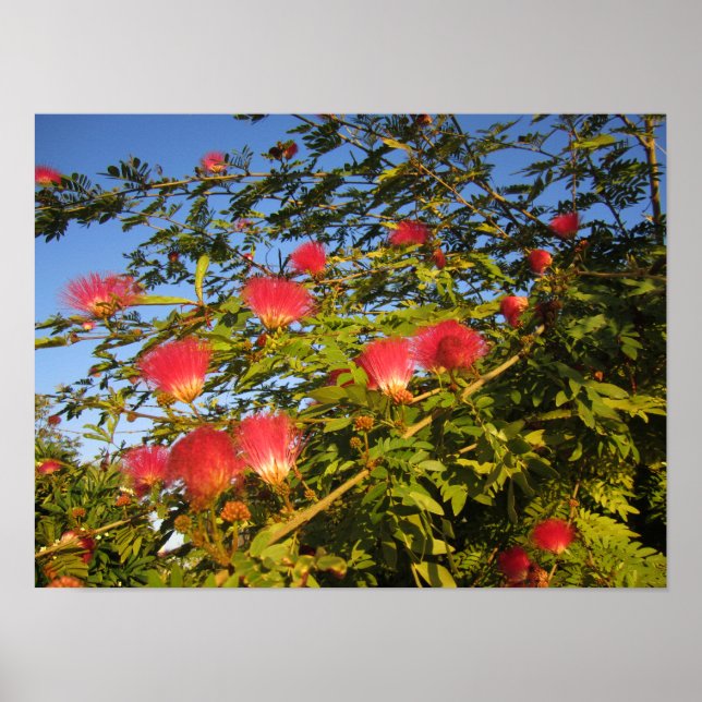 Poster Arbre de soie persan (Devant)