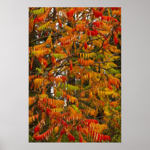 Poster Arbre de sumac de couleur automnale à Whitefish,
