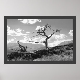 Poster Arbre défraîchi (encadré)
