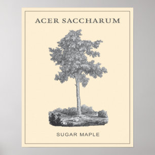 Poster Arbre d'érable à sucre avec l'illustration vintage