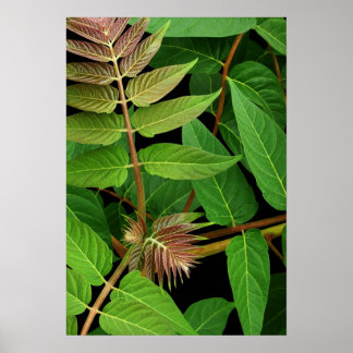 Poster Arbre des Feuilles du Ciel