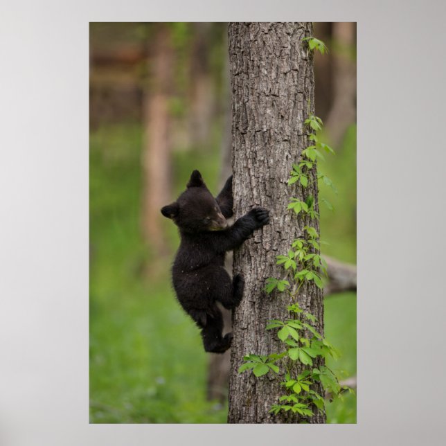 Poster Arbre d'Escalades de l'ours noir (Devant)