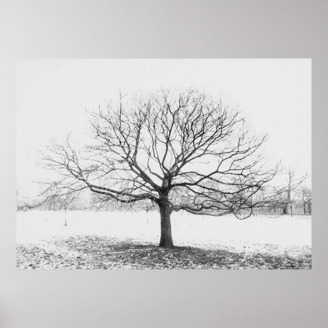 Poster Arbre d'hiver (Devant)