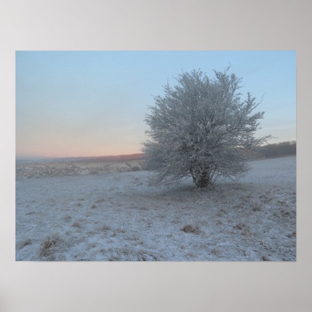 Poster Arbre d'hiver au lever du soleil (Devant)