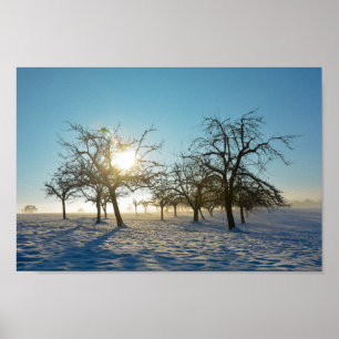 Poster Arbre d'hiver `s par le lever du soleil - -