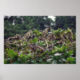 Poster Arbre d'Iguana