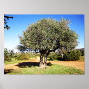 Poster Arbre d'Olive