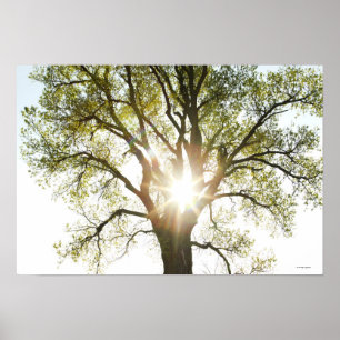 Poster Arbre éclairé