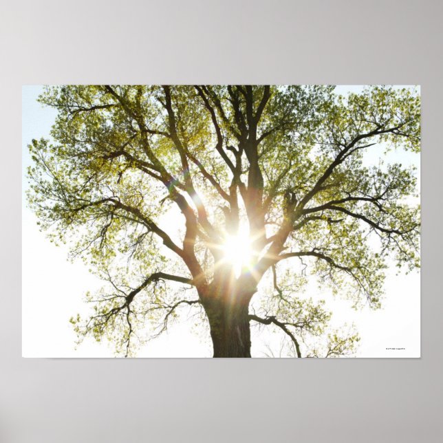 Poster Arbre éclairé (Devant)