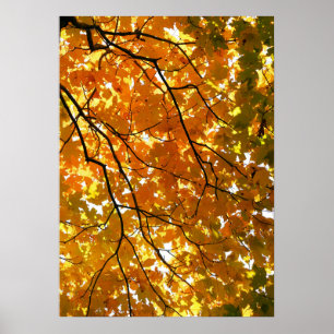 Poster Arbre en automne