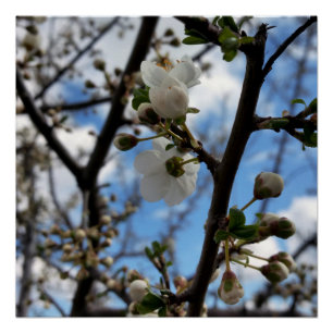 Poster Arbre en fleurs