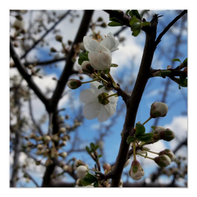 Poster Arbre en fleurs (Devant)