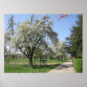 Poster Arbre en fleurs blanches