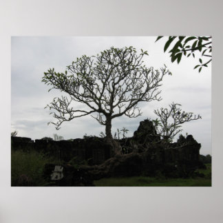 Poster Arbre en Thaïlande